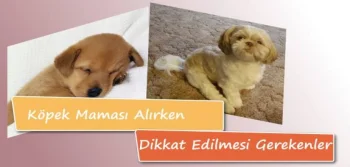 Köpek Maması Alırken Dikkat Edilmesi Gerekenler